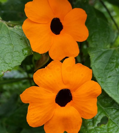 Black-Eyed Susan Vine Orange Wonder